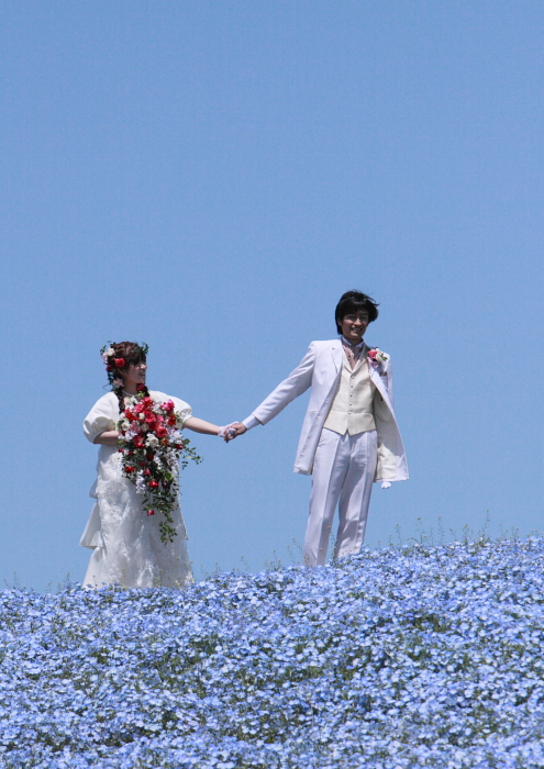 ＢＬＵＥーネモフィラ　　国営ひたち海浜公園_e0143883_1953493.jpg