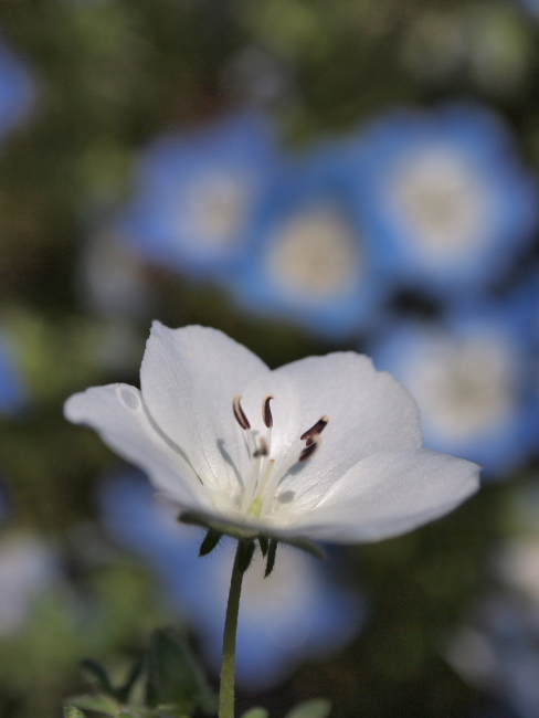 ＢＬＵＥーネモフィラ　　国営ひたち海浜公園_e0143883_2084462.jpg