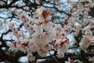 弘前・お花見の旅_f0171283_813454.jpg