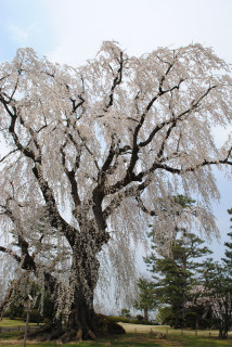 弘前・お花見の旅_f0171283_87214.jpg