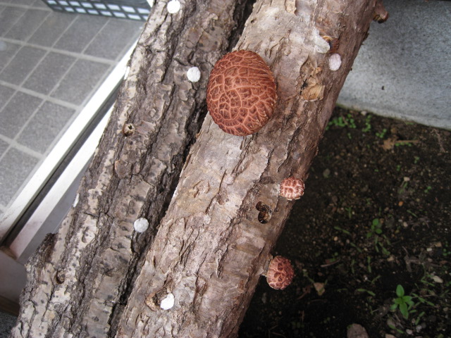 a0008185_9285837.jpg