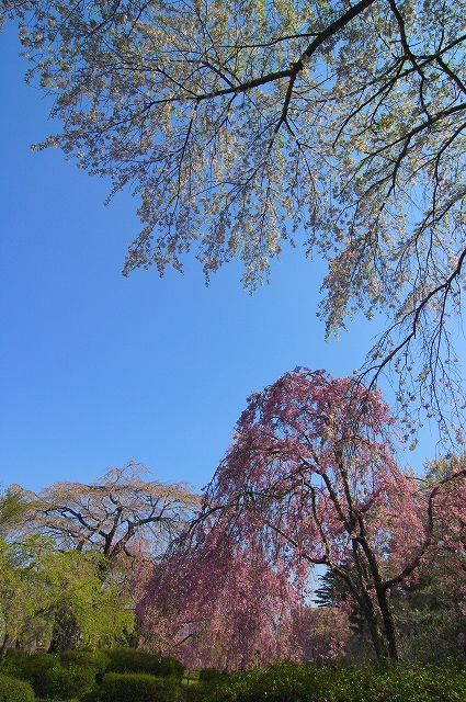 榴ヶ岡公園のさくら_f0012488_0552092.jpg