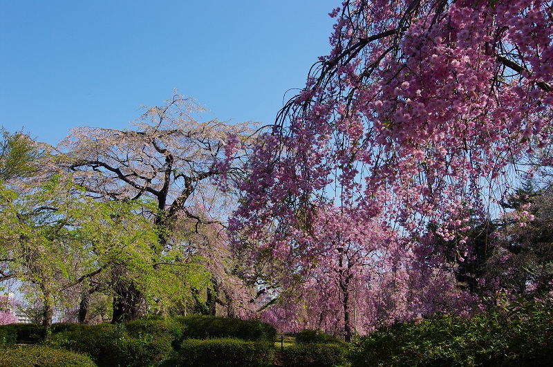 榴ヶ岡公園のさくら_f0012488_055415.jpg