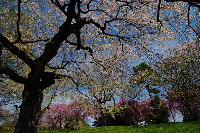 榴ヶ岡公園のさくら_f0012488_0555040.jpg