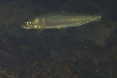 f0090791_13223.jpg