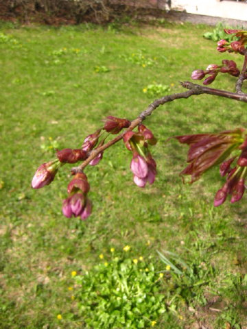 c0180096_524937.jpg