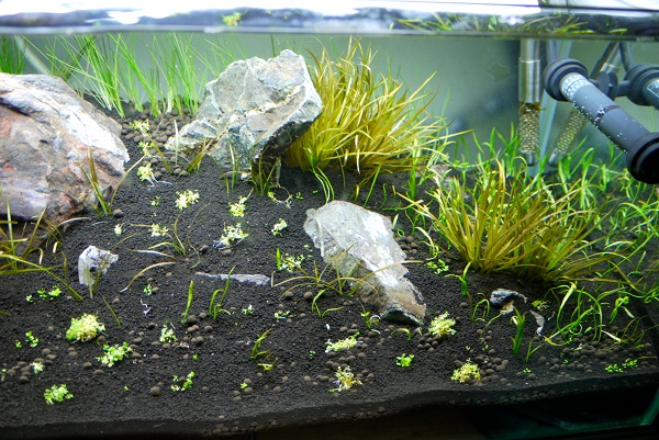 60cm水槽 Low 水草の保存方法 Unnatural Aquarium 60cm水槽 Low 水草の保存方法 Unnatural Aquarium
