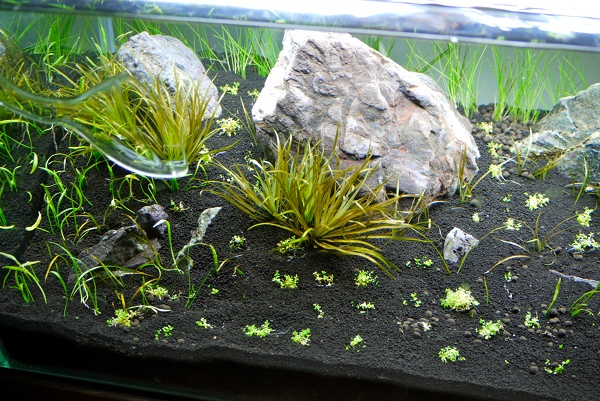 60cm水槽 Low 水草の保存方法 Unnatural Aquarium 60cm水槽 Low 水草の保存方法 Unnatural Aquarium