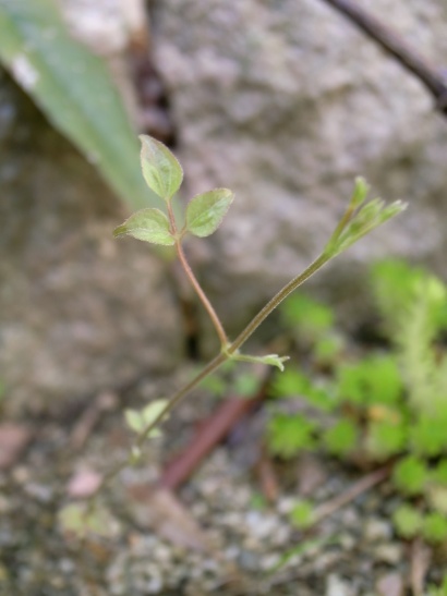 c0167798_12121590.jpg