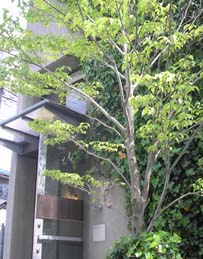 やまぼうし2010_e0055098_14465414.jpg