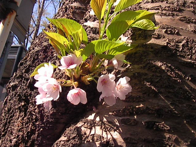 f0038407_1715816.jpg