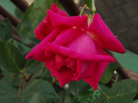 c0147909_2303478.jpg
