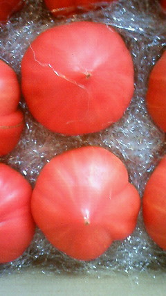 last tomato_f0232515_20144451.jpg