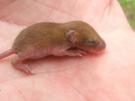 花山椒の収穫終わる モグラの赤ちゃん ナルハジカミ いずも八山椒