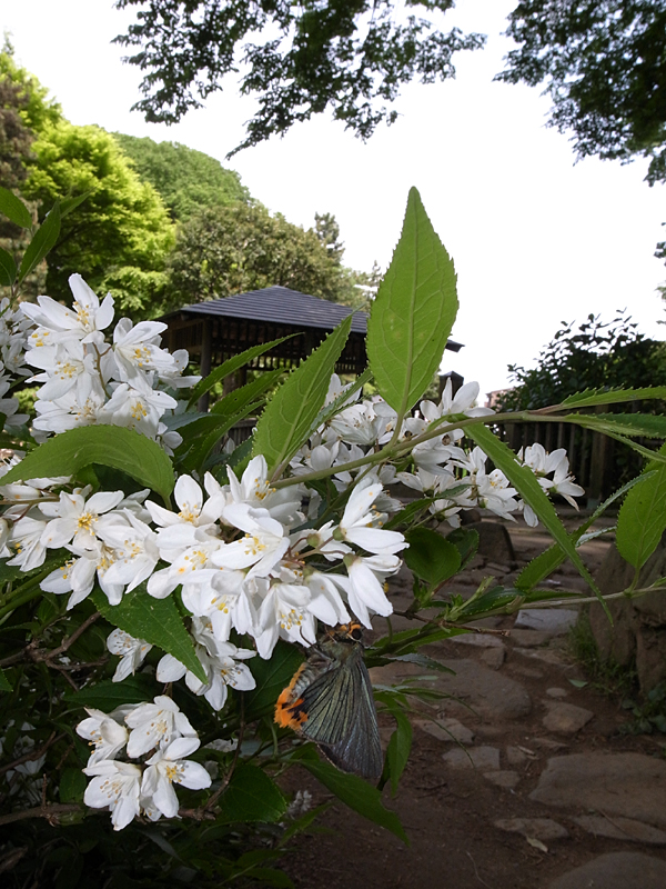 2010年5月上旬 多摩丘陵のアオバセセリ_d0054625_23305362.jpg