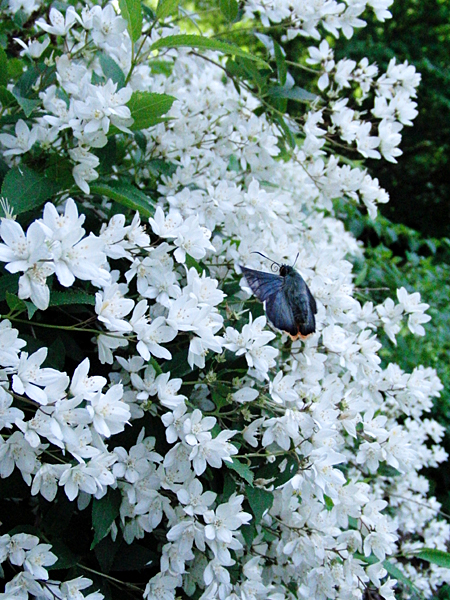 2010年5月上旬 多摩丘陵のアオバセセリ_d0054625_23341583.jpg