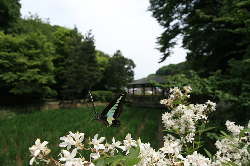 2010年5月上旬 多摩丘陵のアオバセセリ_d0054625_2338027.jpg