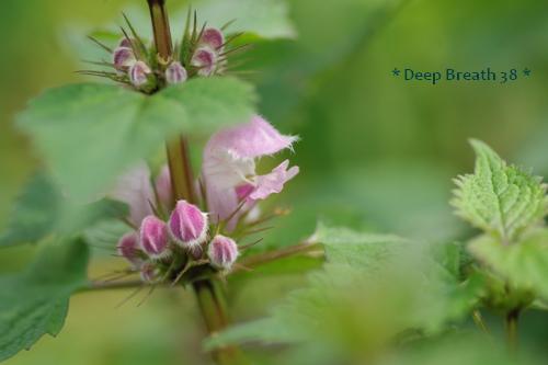 踊子草、紫ケマン、芹葉飛燕草＆カキドオシ～(^．^)_c0210728_16584321.jpg