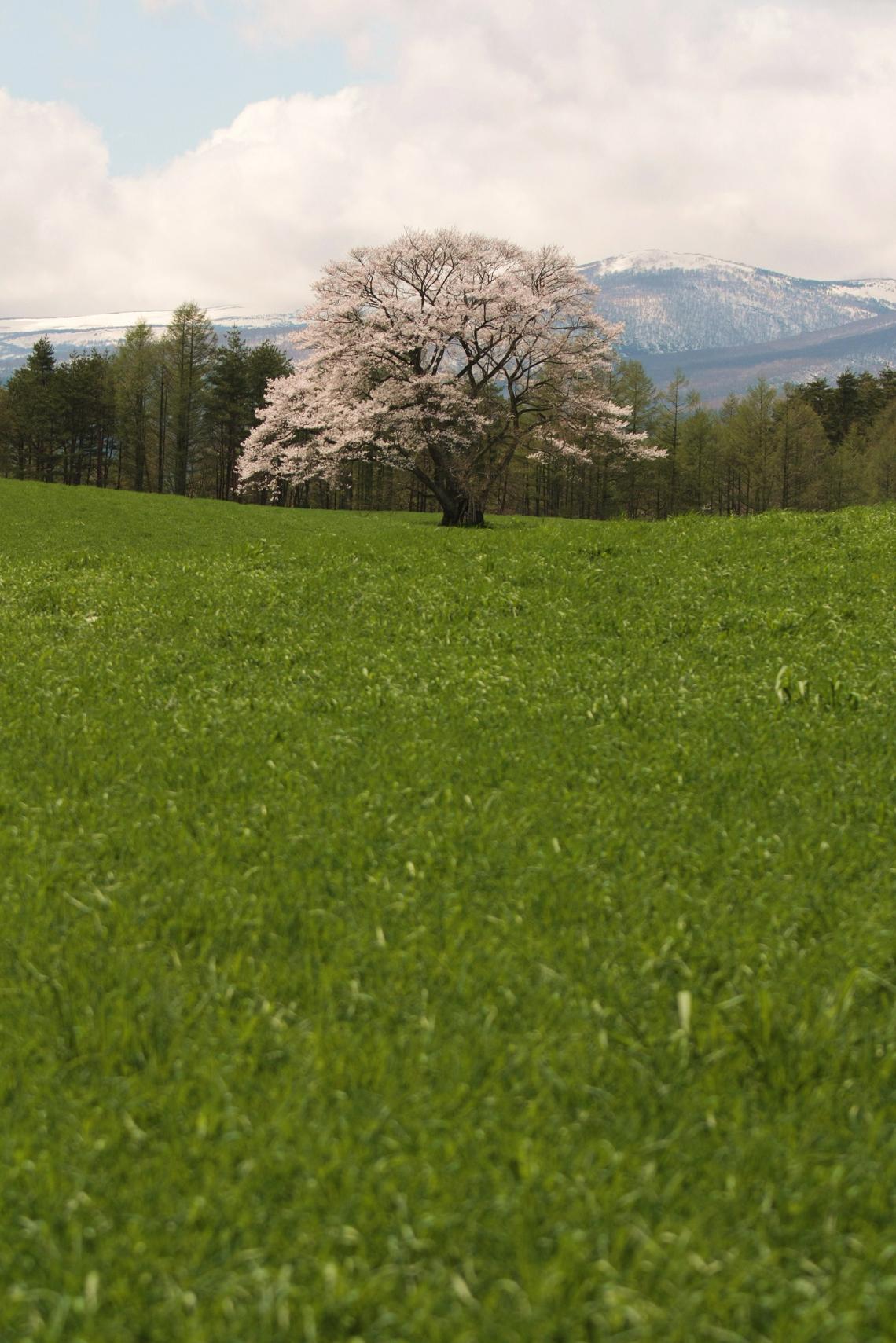 小岩井　一本桜_a0123331_0224931.jpg