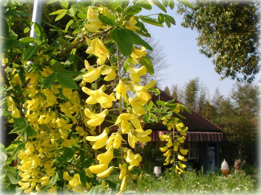f0002833_12484436.jpg