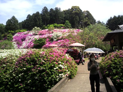 三室戸寺のつつじが満開_d0020139_100848.jpg