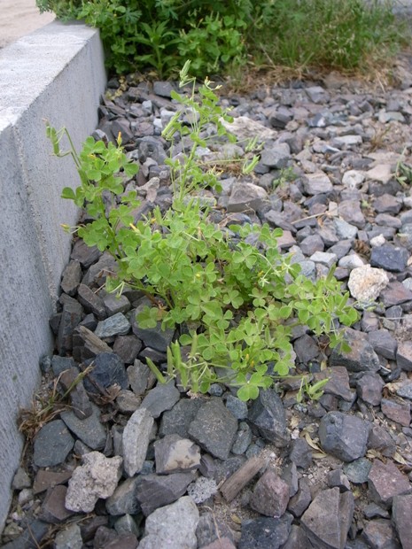 f0176239_2118475.jpg
