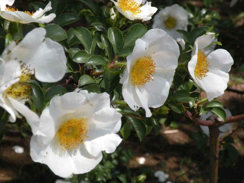 ５月９日　神代植物公園の薔薇が咲き始めました。_f0117041_644113.jpg