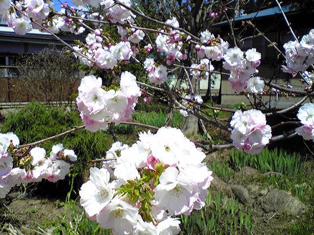 黄桜まつり_f0081443_22493638.jpg