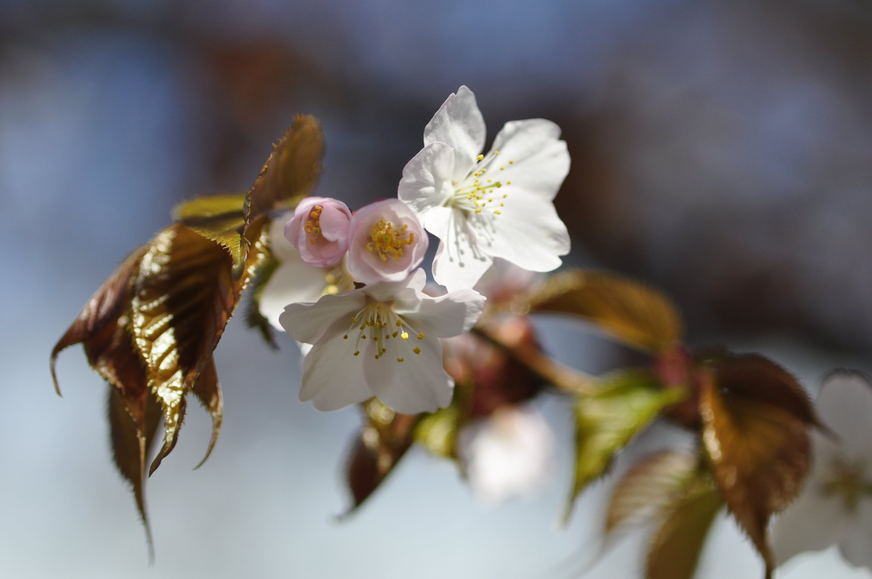 梅と桜　同時開花_f0236843_18592422.jpg