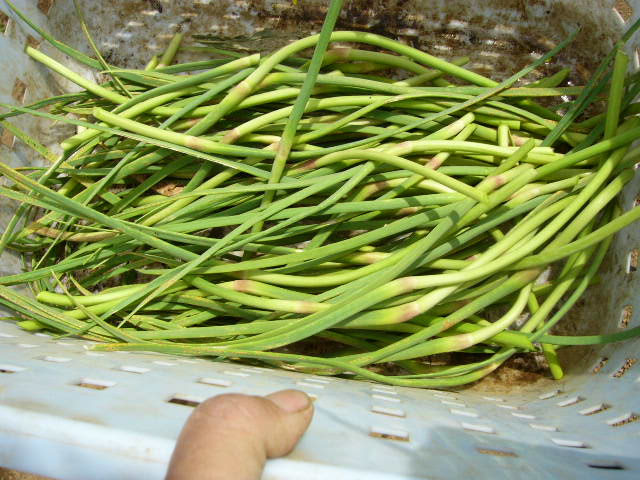 にんにくの芽欠き・・ズッキーニの花収穫_c0222448_11471020.jpg