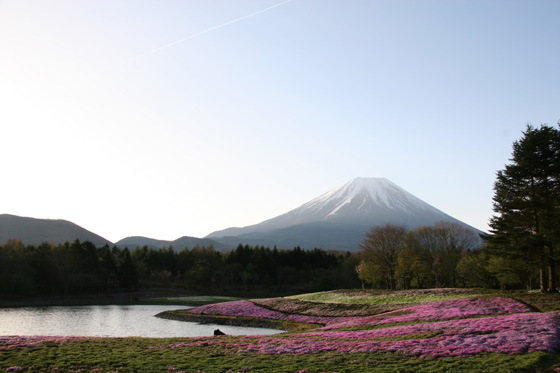 富士の芝桜_a0120949_3111054.jpg