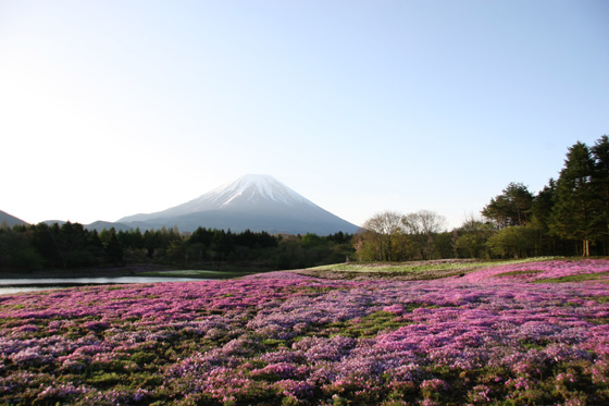 富士の芝桜_a0120949_312478.jpg