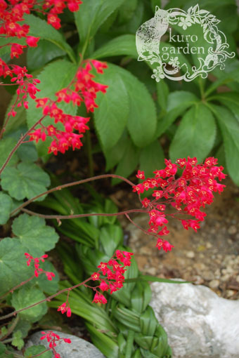 e0119151_055466.jpg