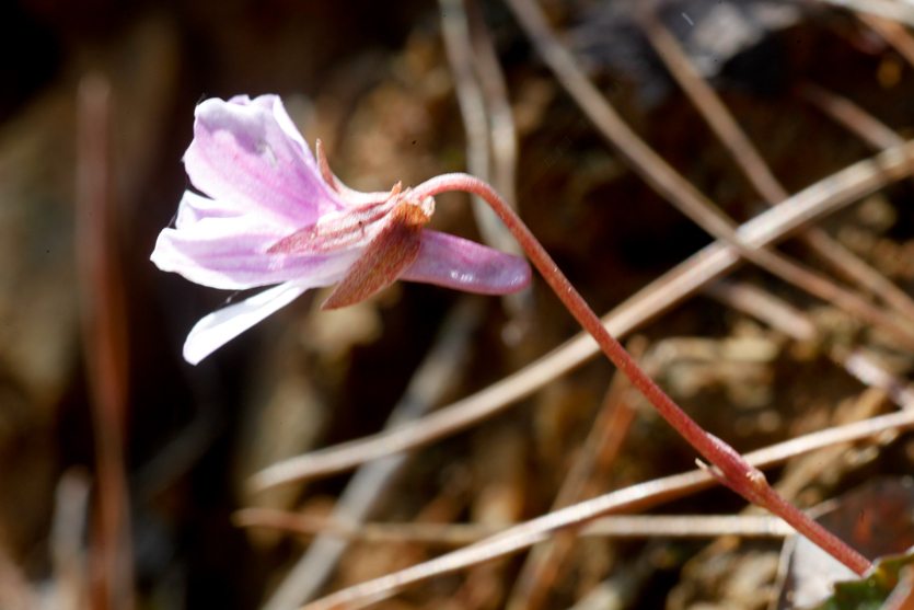 母校の裏山- マキノスミレ、シハイスミレ-2010_b0167256_2245799.jpg