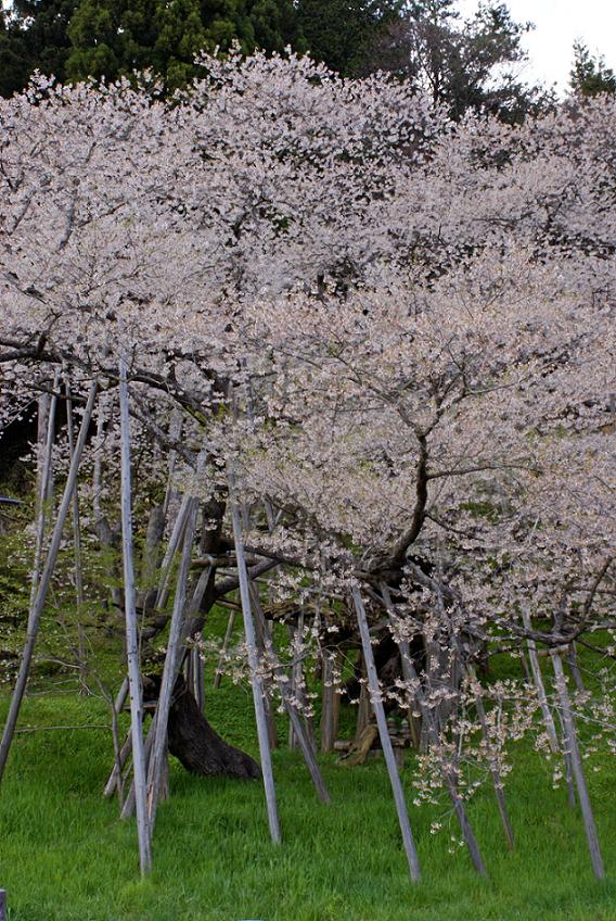 昔、昔、その昔、竹取物語が誕生したころ　この桜が芽を吹いたそうな　～臥龍桜～_b0063958_6284832.jpg