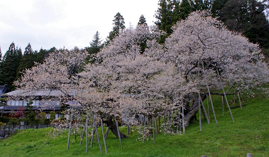 昔、昔、その昔、竹取物語が誕生したころ　この桜が芽を吹いたそうな　～臥龍桜～_b0063958_628917.jpg