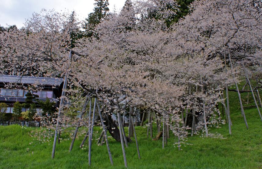 昔、昔、その昔、竹取物語が誕生したころ　この桜が芽を吹いたそうな　～臥龍桜～_b0063958_6291225.jpg
