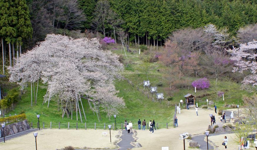昔、昔、その昔、竹取物語が誕生したころ　この桜が芽を吹いたそうな　～臥龍桜～_b0063958_6293720.jpg