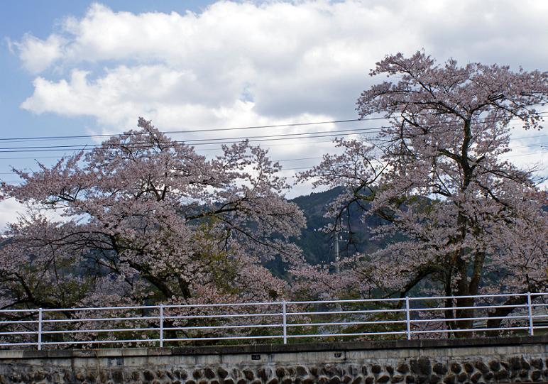 昔、昔、その昔、竹取物語が誕生したころ　この桜が芽を吹いたそうな　～臥龍桜～_b0063958_6304043.jpg