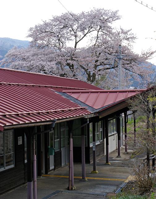 昔、昔、その昔、竹取物語が誕生したころ この桜が芽を吹いたそうな ~臥龍桜~_b0063958_630761.jpg
