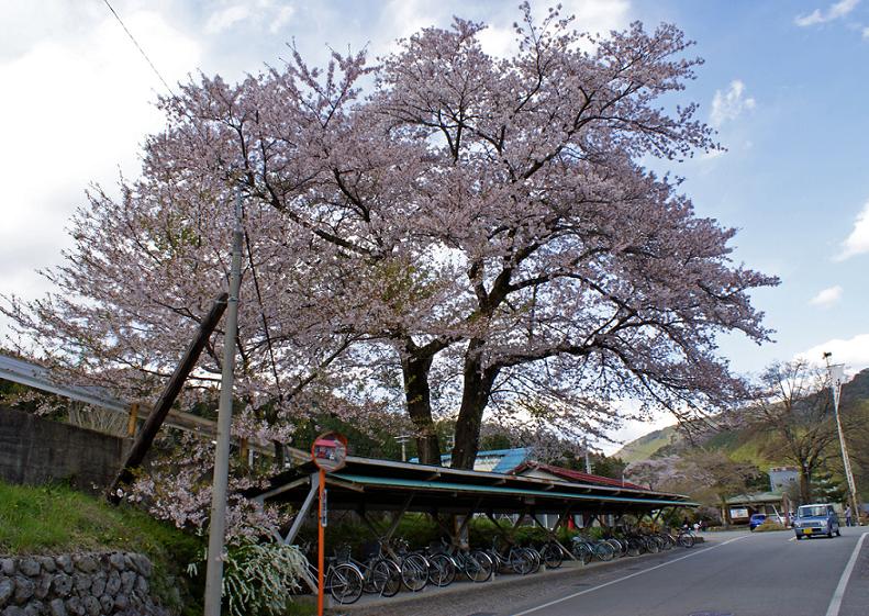昔、昔、その昔、竹取物語が誕生したころ　この桜が芽を吹いたそうな　～臥龍桜～_b0063958_6311487.jpg