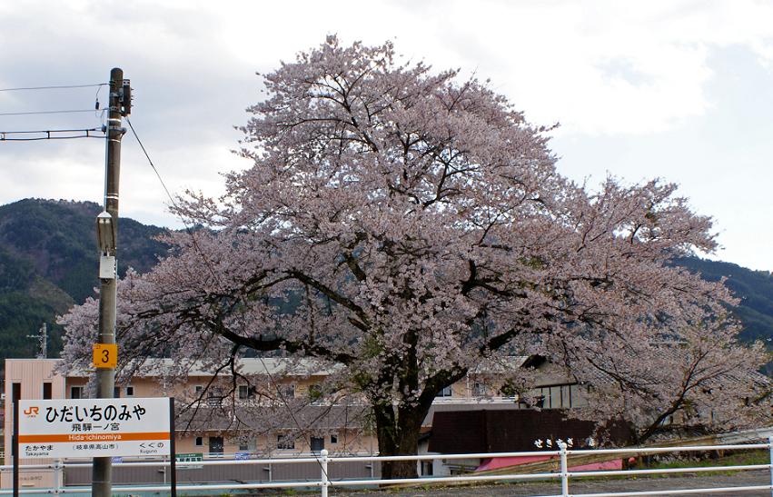 昔、昔、その昔、竹取物語が誕生したころ この桜が芽を吹いたそうな ~臥龍桜~_b0063958_6313099.jpg