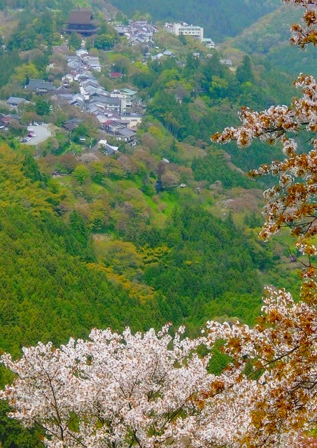 <2010年５月>大和路･旅の思い出ﾚﾋﾞｭｰ(その３）：金剛･吉野･熊野･大峰奥駆道編_c0119160_10585780.jpg