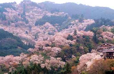 <2010年5月>大和路・旅の思い出レビュー(その3):金剛・吉野・熊野・大峰奥駆道編_c0119160_110453.jpg