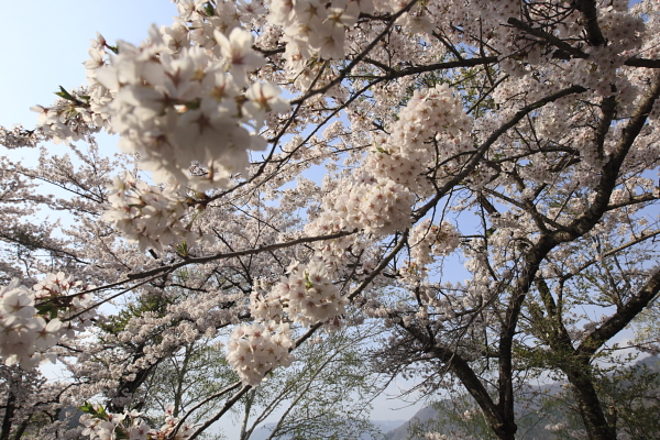 2010.05.08　荘川桜_e0184961_21123494.jpg