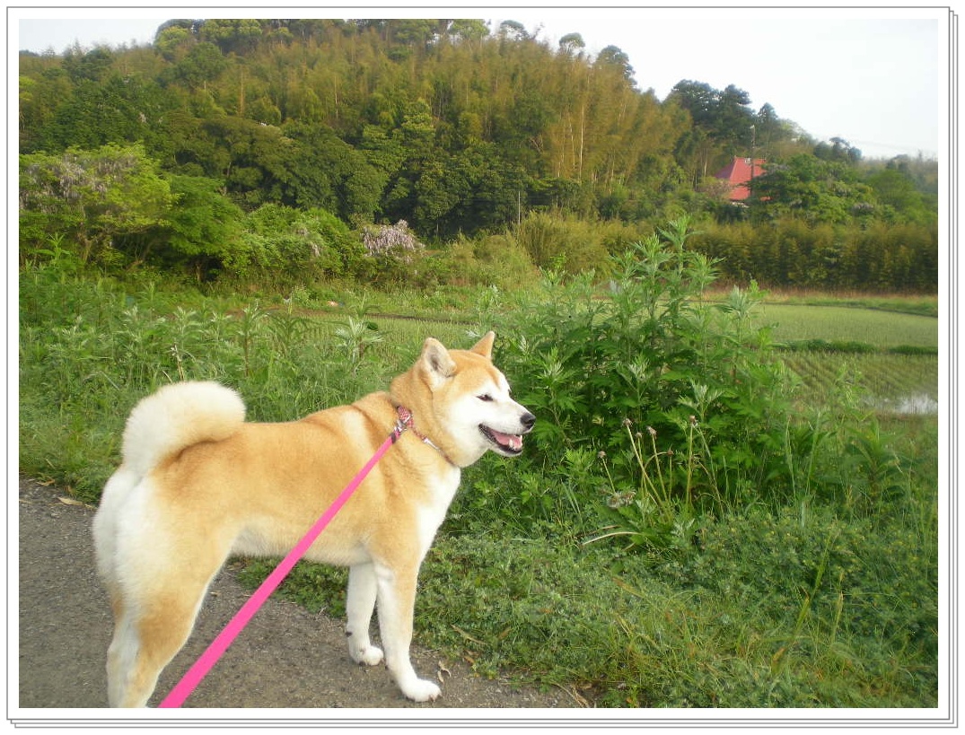 2010年5月9日(日)緑野菜で免疫力アップ!_f0060461_11224515.jpg