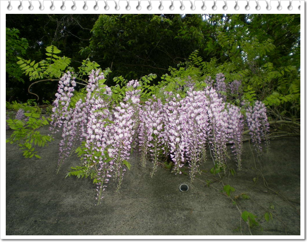 2010年5月9日(日)緑野菜で免疫力アップ!_f0060461_11234383.jpg