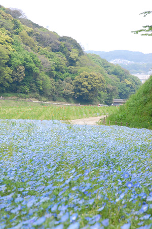 くりはま花の国_f0177964_21394062.jpg