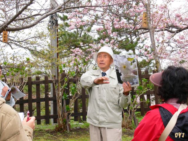 松前町『桜観察会』_f0166871_16184012.jpg