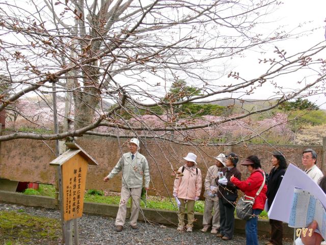 松前町『桜観察会』_f0166871_16185459.jpg